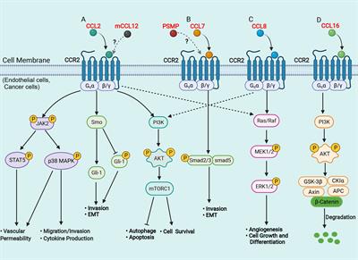 Functional Roles of Chemokine Receptor CCR2 and Its Ligands in Liver Disease